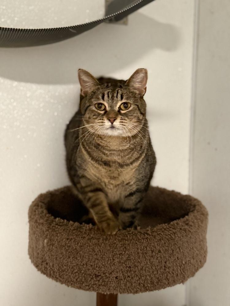 Enlarge Millie, a Adoptable Tabby in Bonifay, FL image 2/6