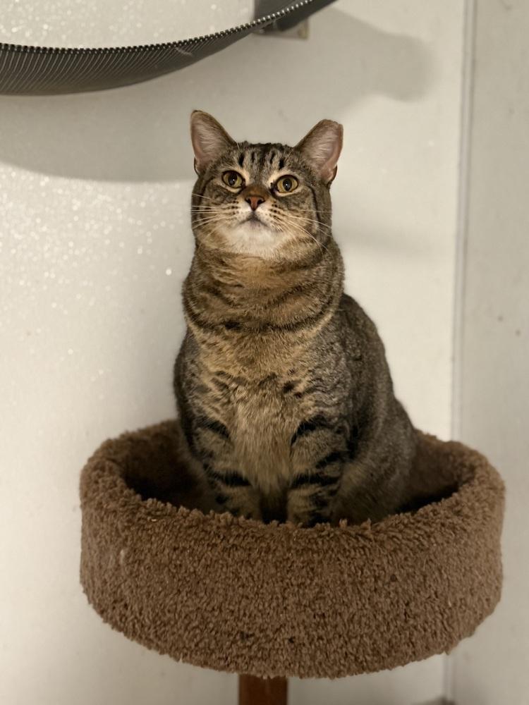 Enlarge Millie, a Adoptable Tabby in Bonifay, FL image 3/6