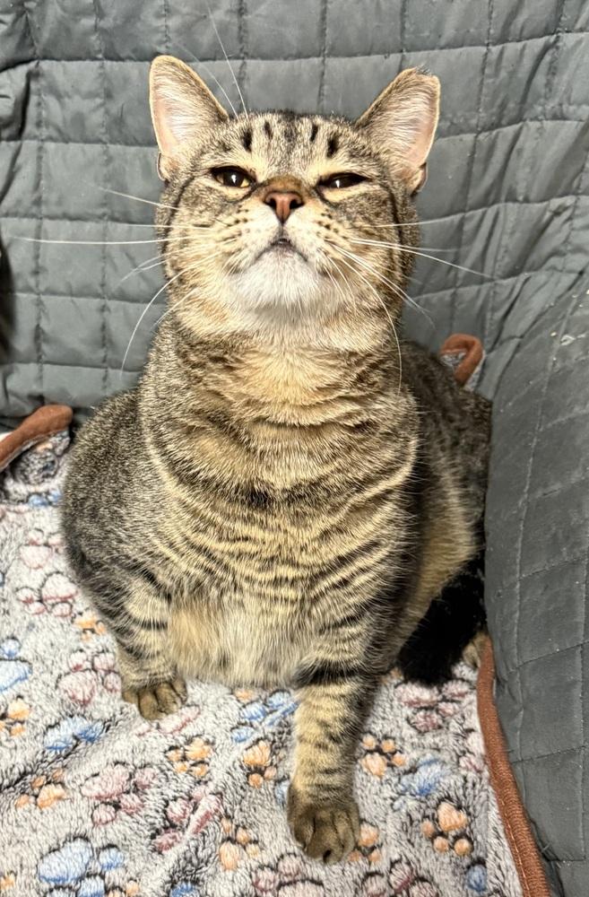 Enlarge Millie, a Adoptable Tabby in Bonifay, FL image 4/6