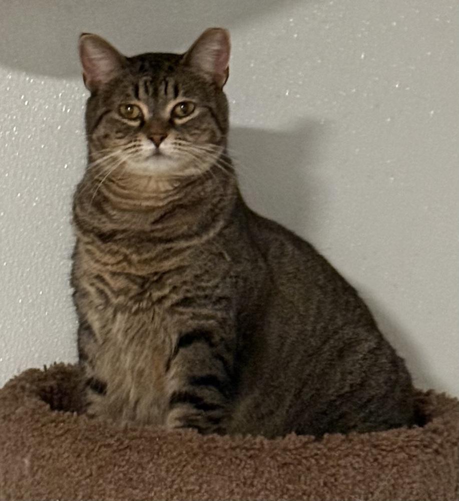 Enlarge Millie, a Adoptable Tabby in Bonifay, FL image 5/6