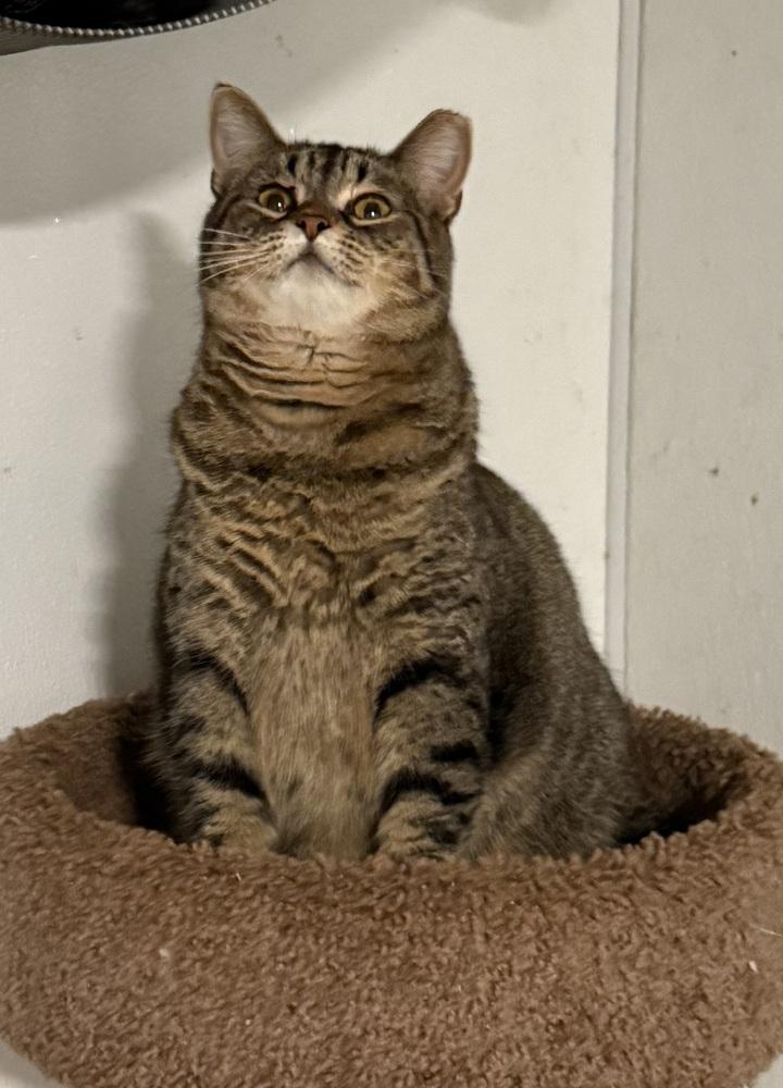 Millie, Adoptable, Adult Female Tabby.