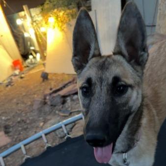 Gummy Bear- In Foster!, Adoptable, Young Female Shepherd & Mixed Breed.