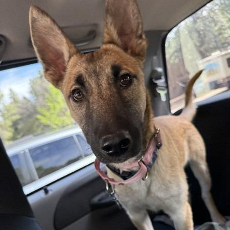 Gummy Bear- In Foster!, a Adoptable mixed breed in Flagstaff, AZ image 2/5
