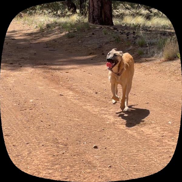 Gummy Bear- In Foster!, a Adoptable mixed breed in Flagstaff, AZ image 3/5