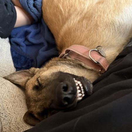 Gummy Bear- In Foster!, a Adoptable mixed breed in Flagstaff, AZ image 4/5