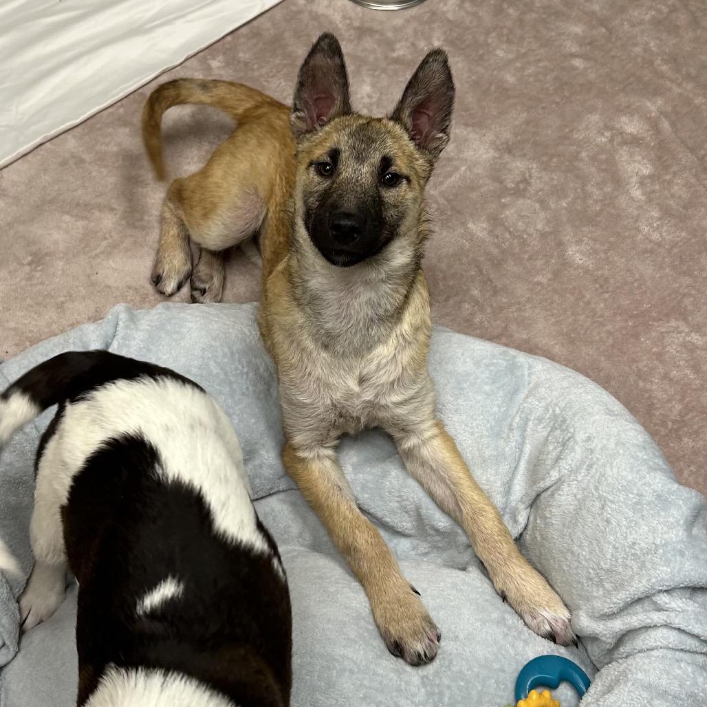 Gummy Bear- In Foster!, a Adoptable mixed breed in Flagstaff, AZ image 5/5
