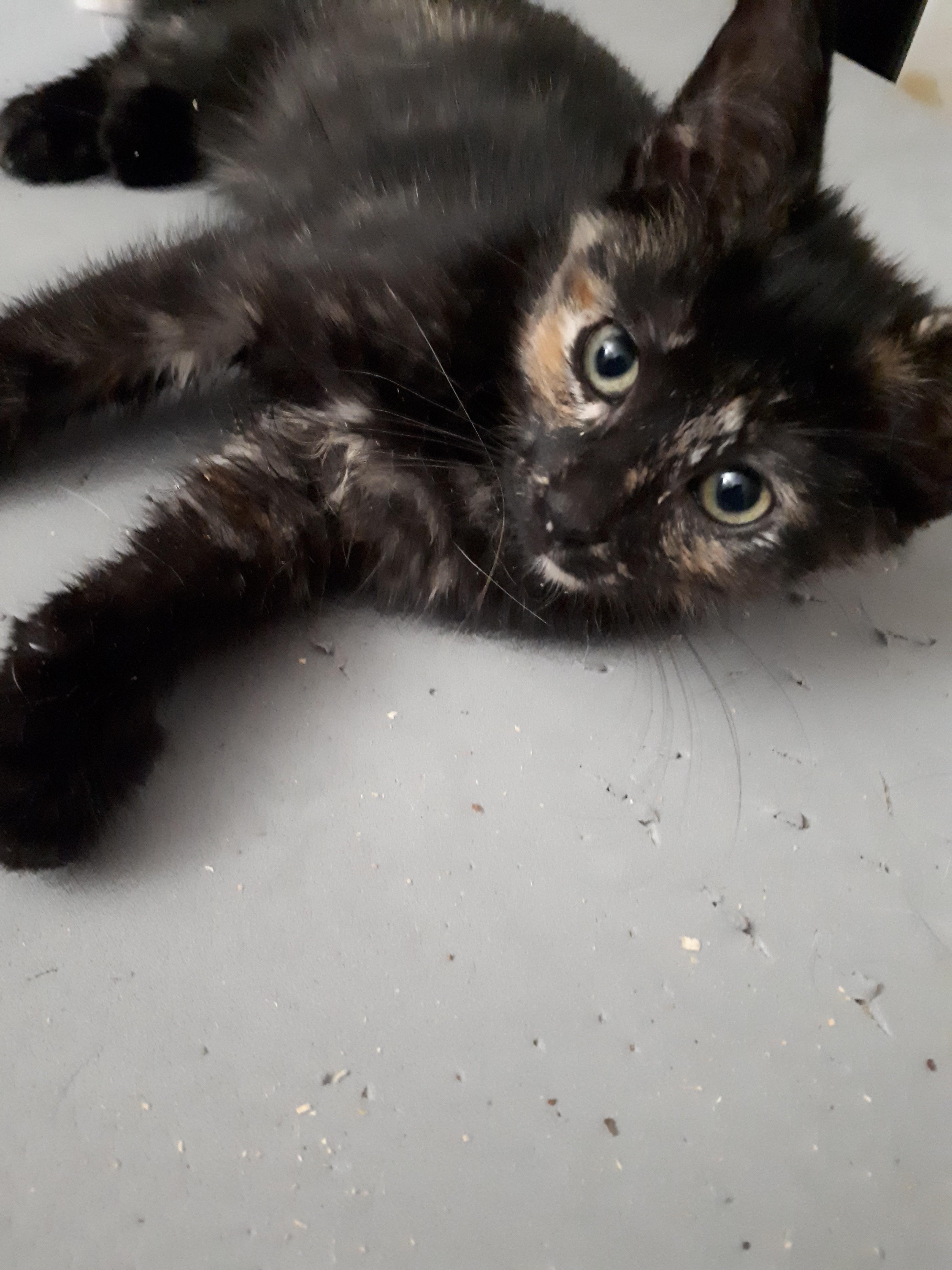 Spice, an adoptable Tortoiseshell in Winnipeg, MB, R2W 2B3 | Photo Image 3