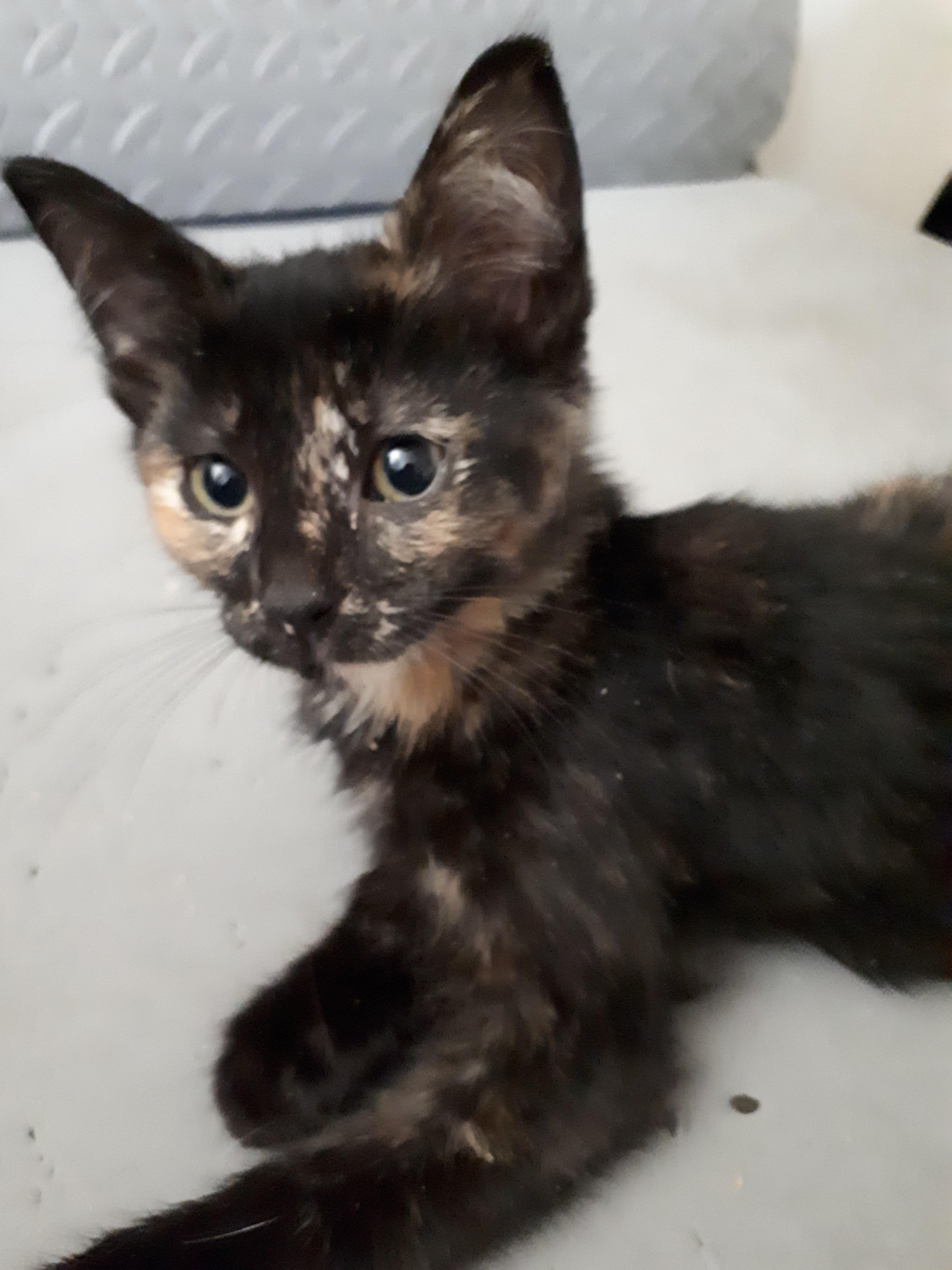 Spice, an adoptable Tortoiseshell in Winnipeg, MB, R2W 2B3 | Photo Image 1