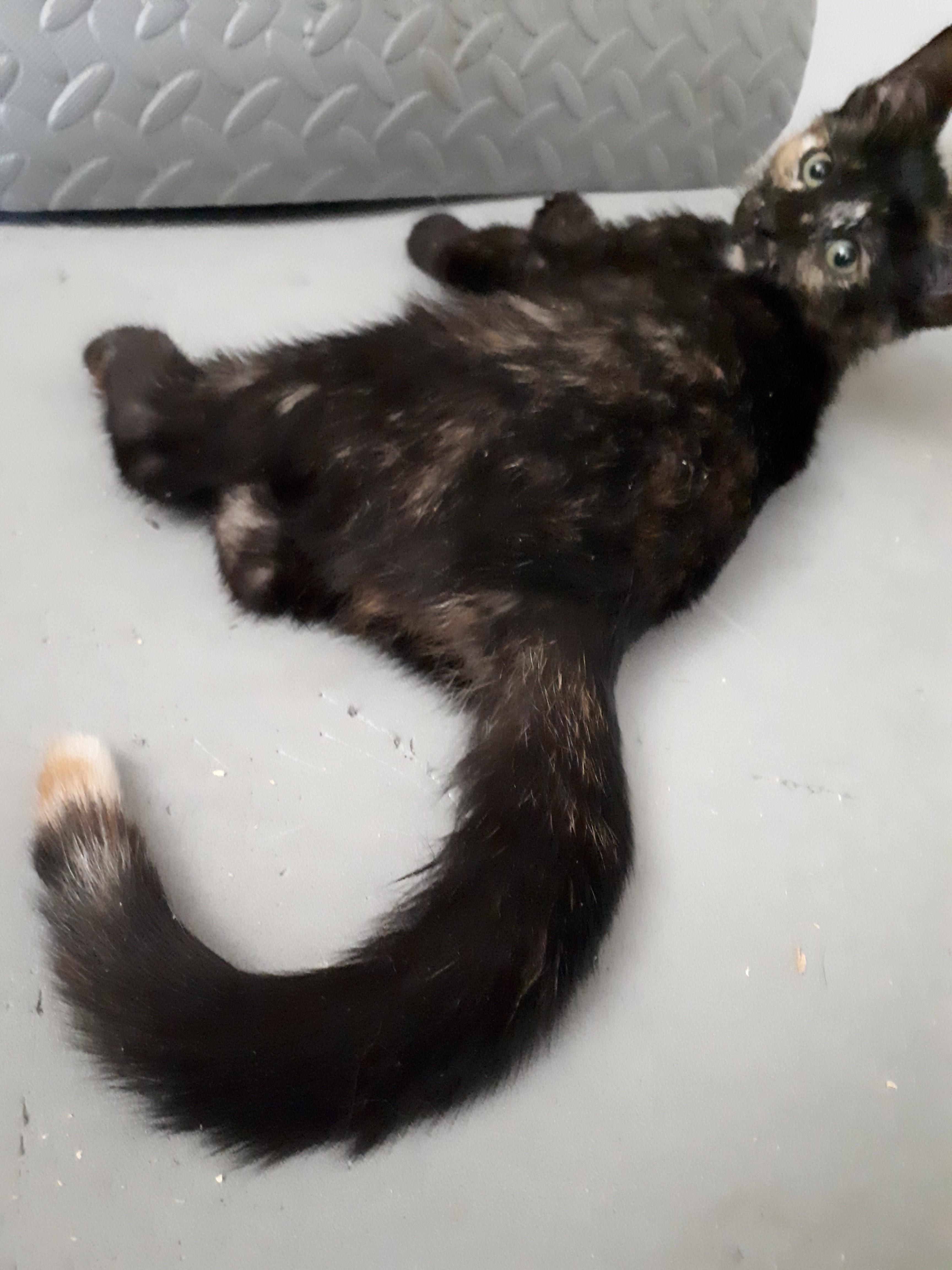 Spice, an adoptable Tortoiseshell in Winnipeg, MB, R2W 2B3 | Photo Image 4