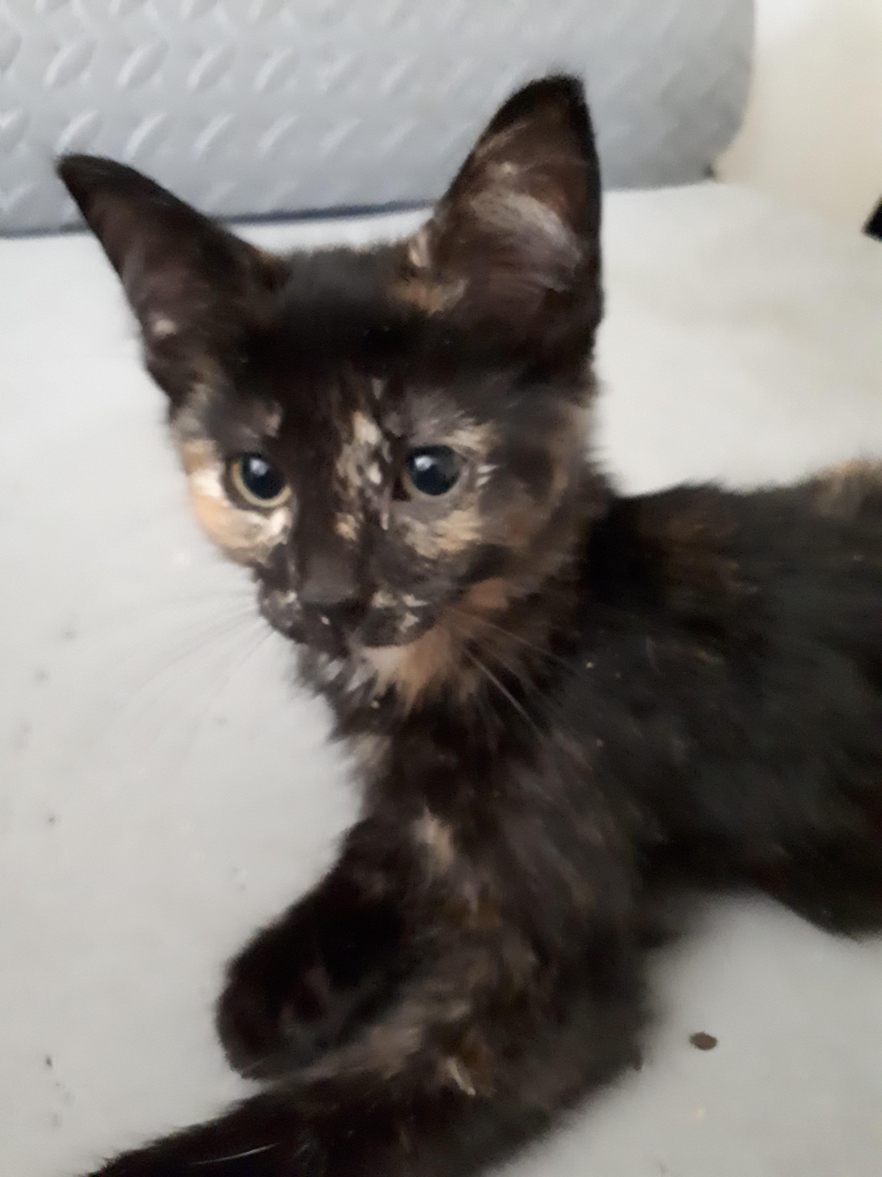 Spice, an adoptable Tortoiseshell in Winnipeg, MB, R2W 2B3 | Photo Image 2