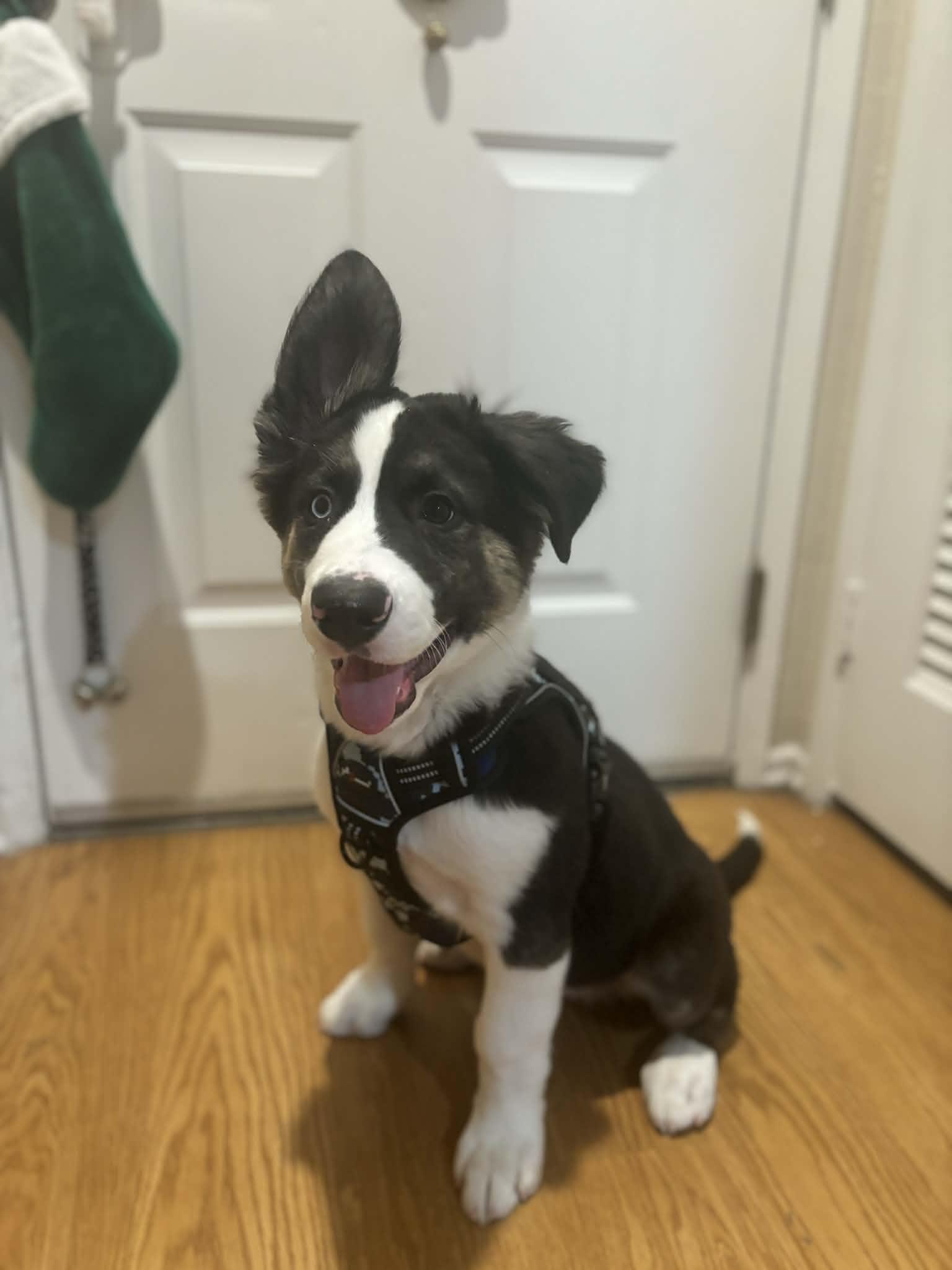 Max, adopted, Puppy Male Border Collie.