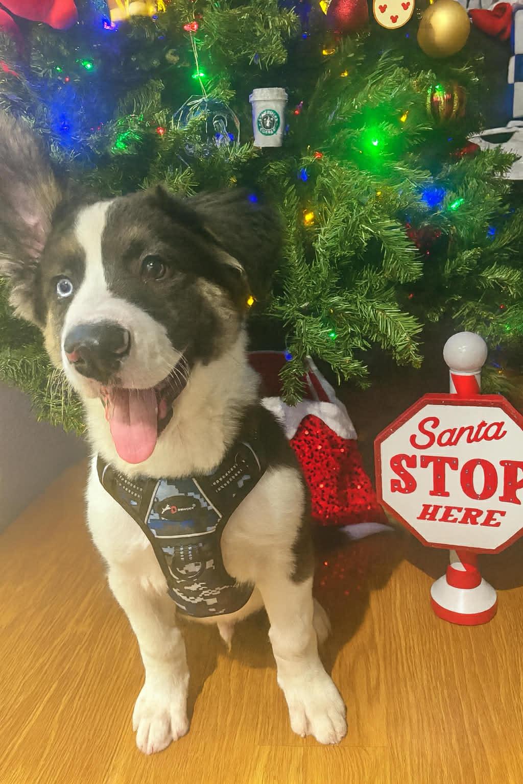 Enlarge Max, an adopted mixed breed in Reseda, CA image 2/6