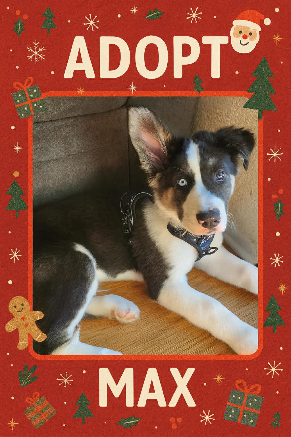 Enlarge Max, an adopted mixed breed in Reseda, CA image 3/6