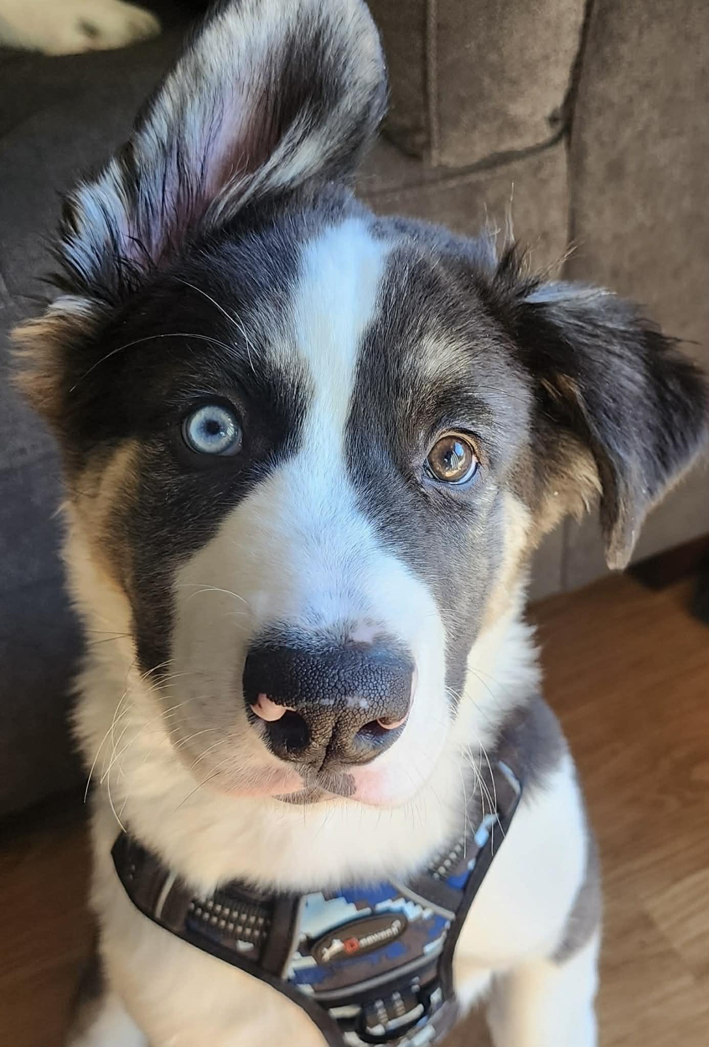 Enlarge Max, an adopted mixed breed in Reseda, CA image 4/6