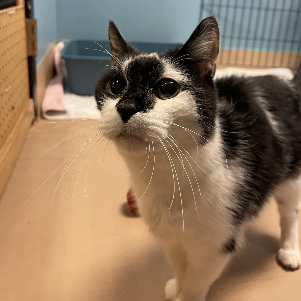 Neo, a Adoptable Domestic Short Hair in Walden, NY image 1/4