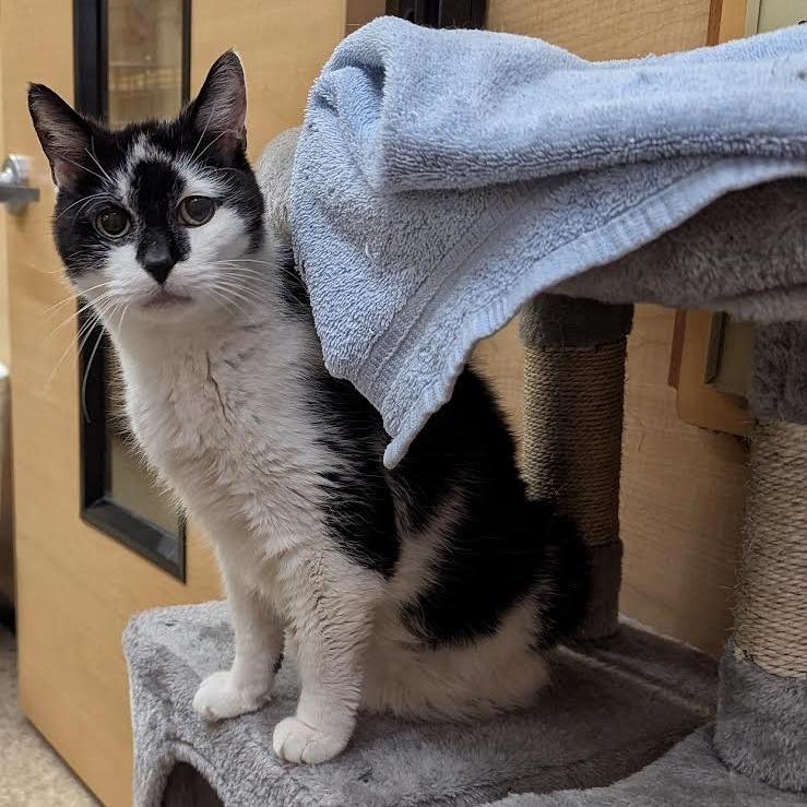 Neo, a Adoptable Domestic Short Hair in Walden, NY image 2/4