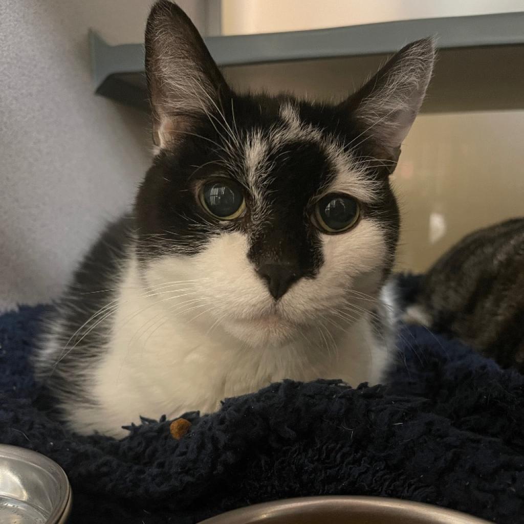 Neo, a Adoptable Domestic Short Hair in Walden, NY image 3/4