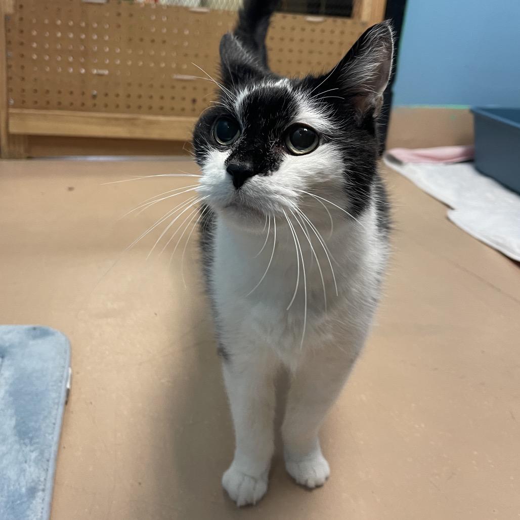 Neo, a Adoptable Domestic Short Hair in Walden, NY image 4/4