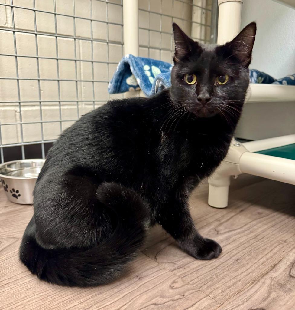 Vincente, Adoptable, Young Female Domestic Short Hair.