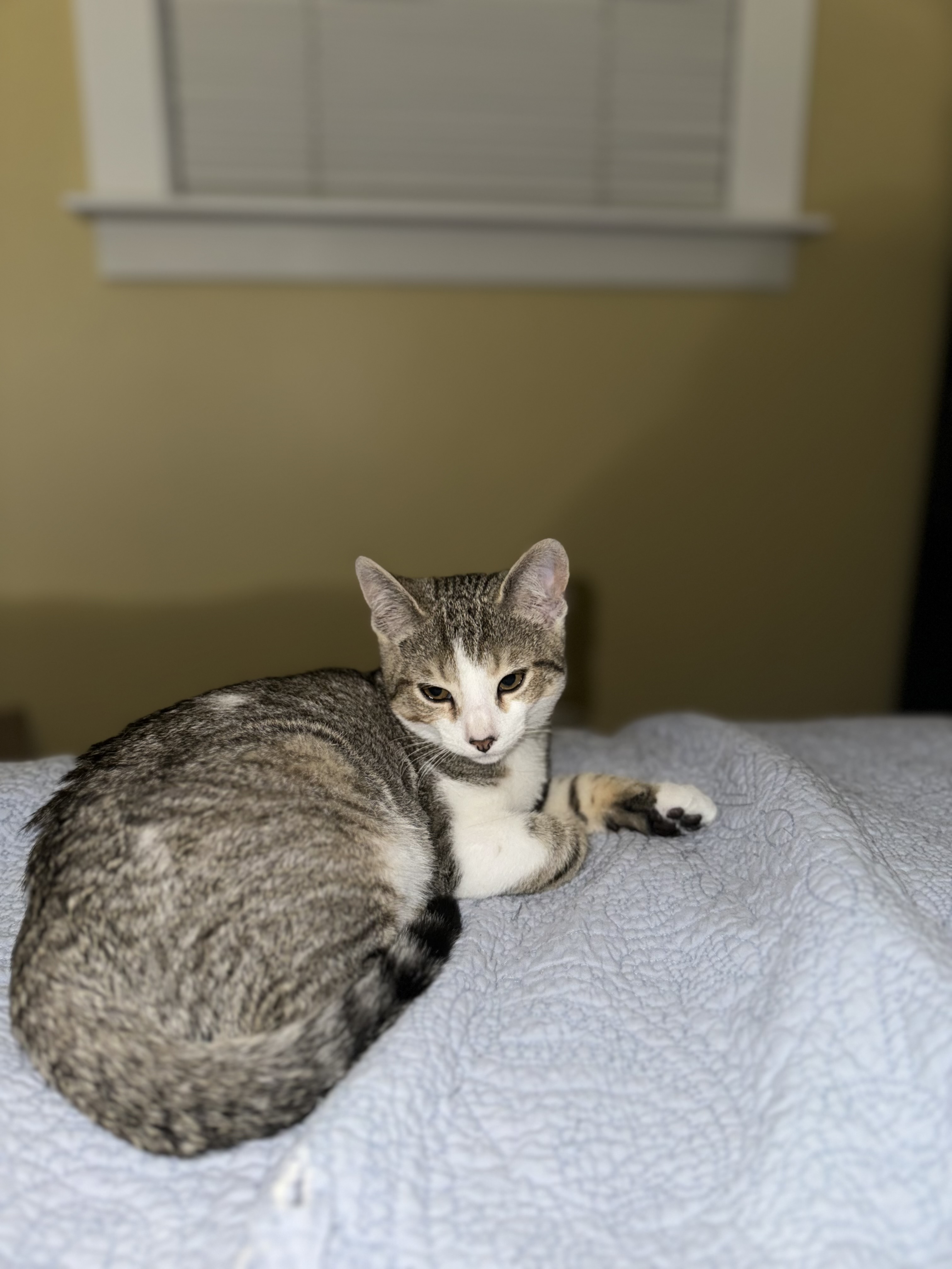 Enlarge Mars, a Adopted Domestic Short Hair in Bourne, MA image 1/4