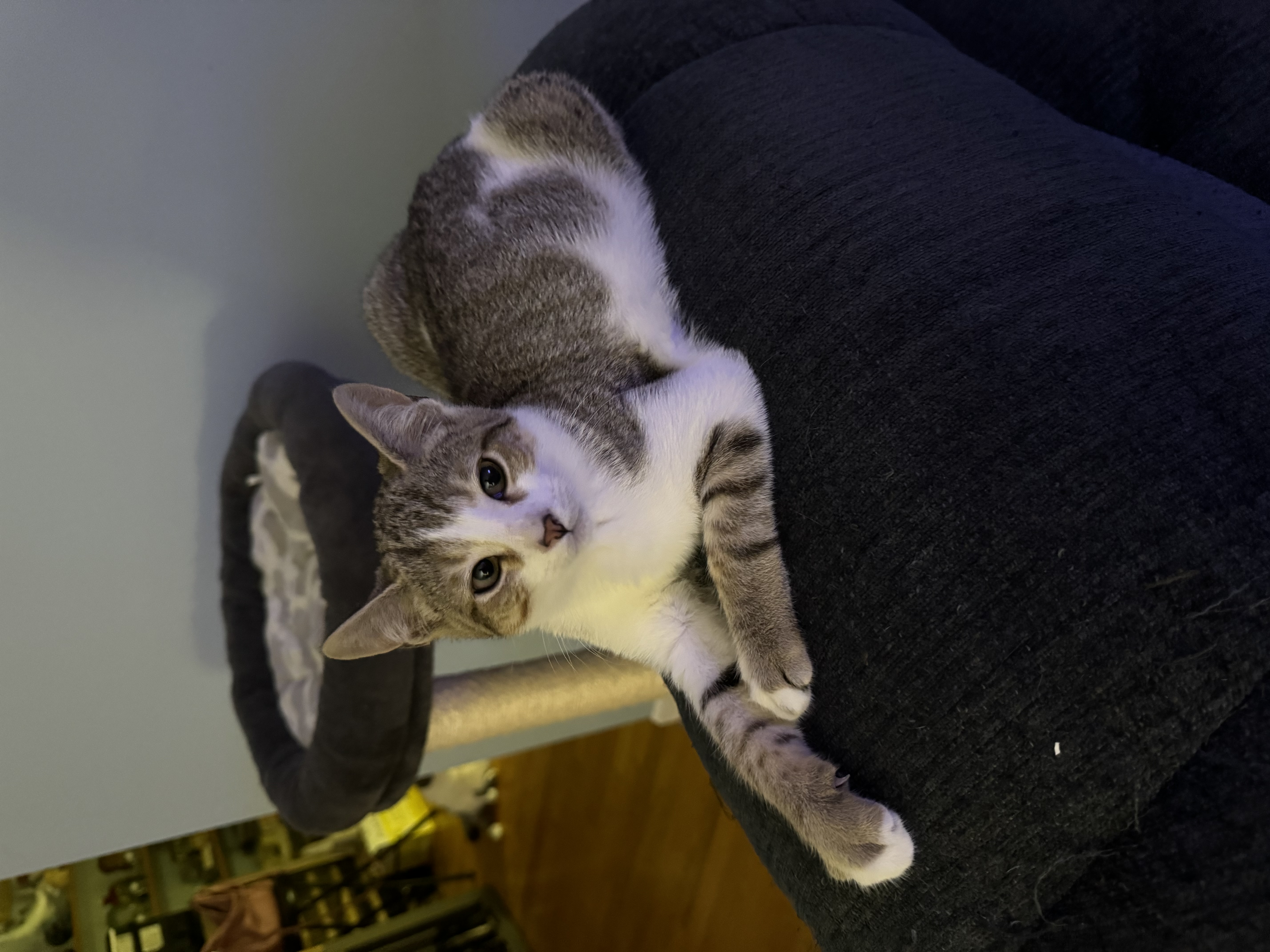 Enlarge Mars, a Adopted Domestic Short Hair in Bourne, MA image 2/4