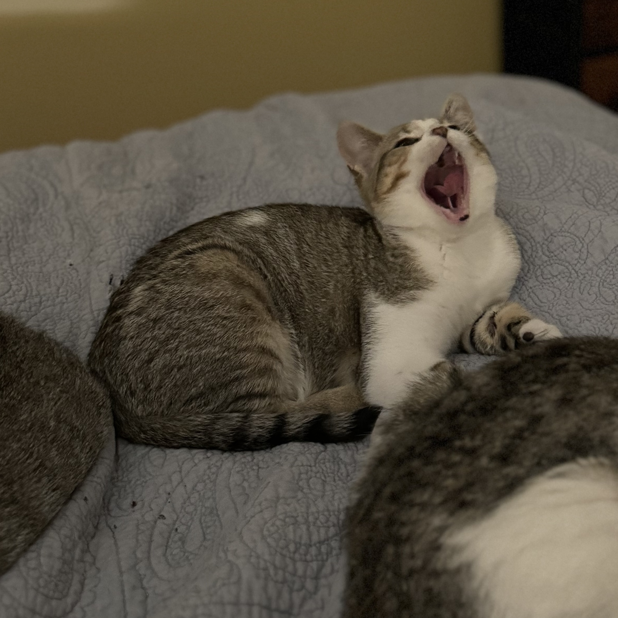 Enlarge Mars, a Adopted Domestic Short Hair in Bourne, MA image 3/4