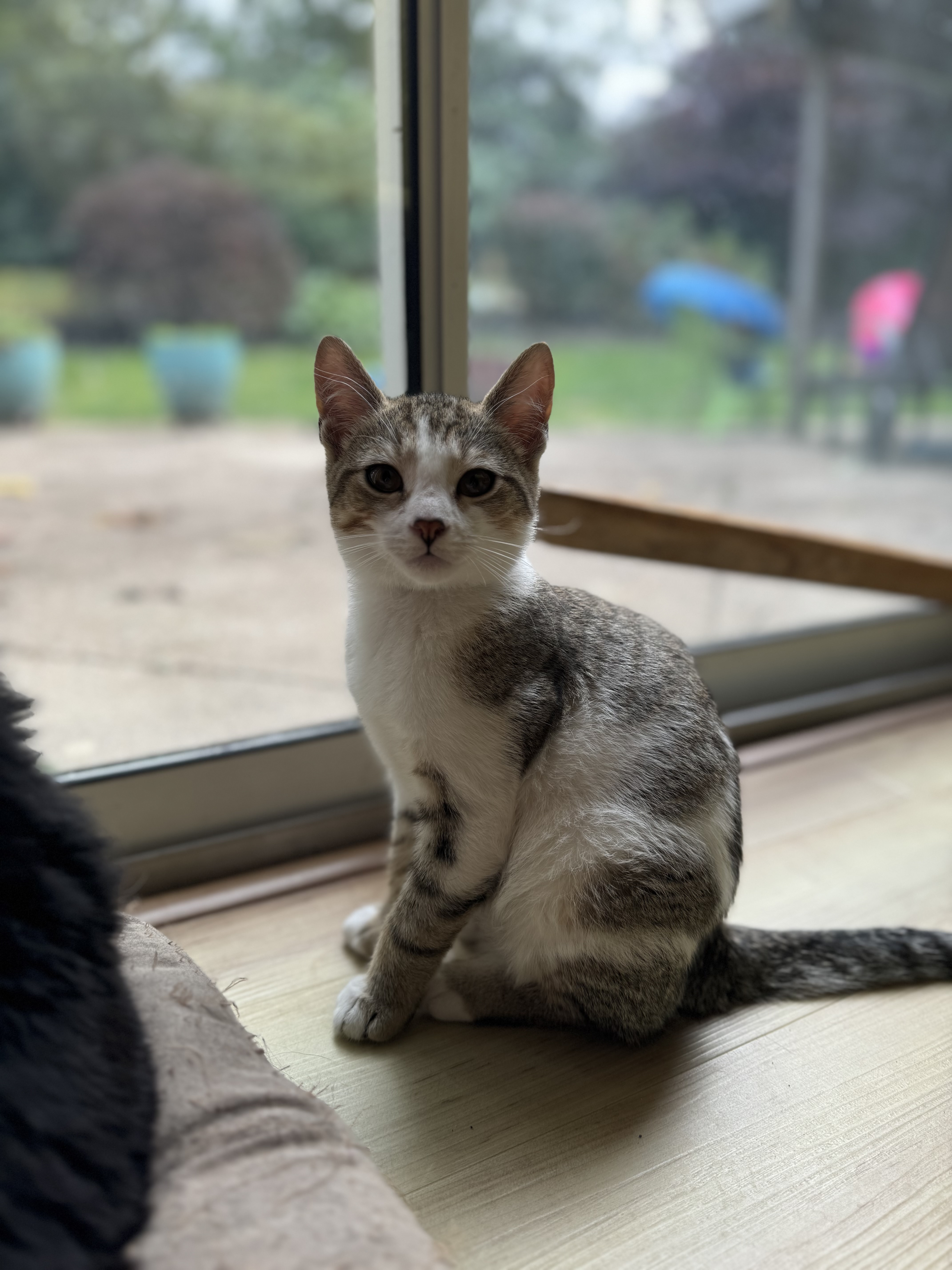 Enlarge Mars, a Adopted Domestic Short Hair in Bourne, MA image 4/4