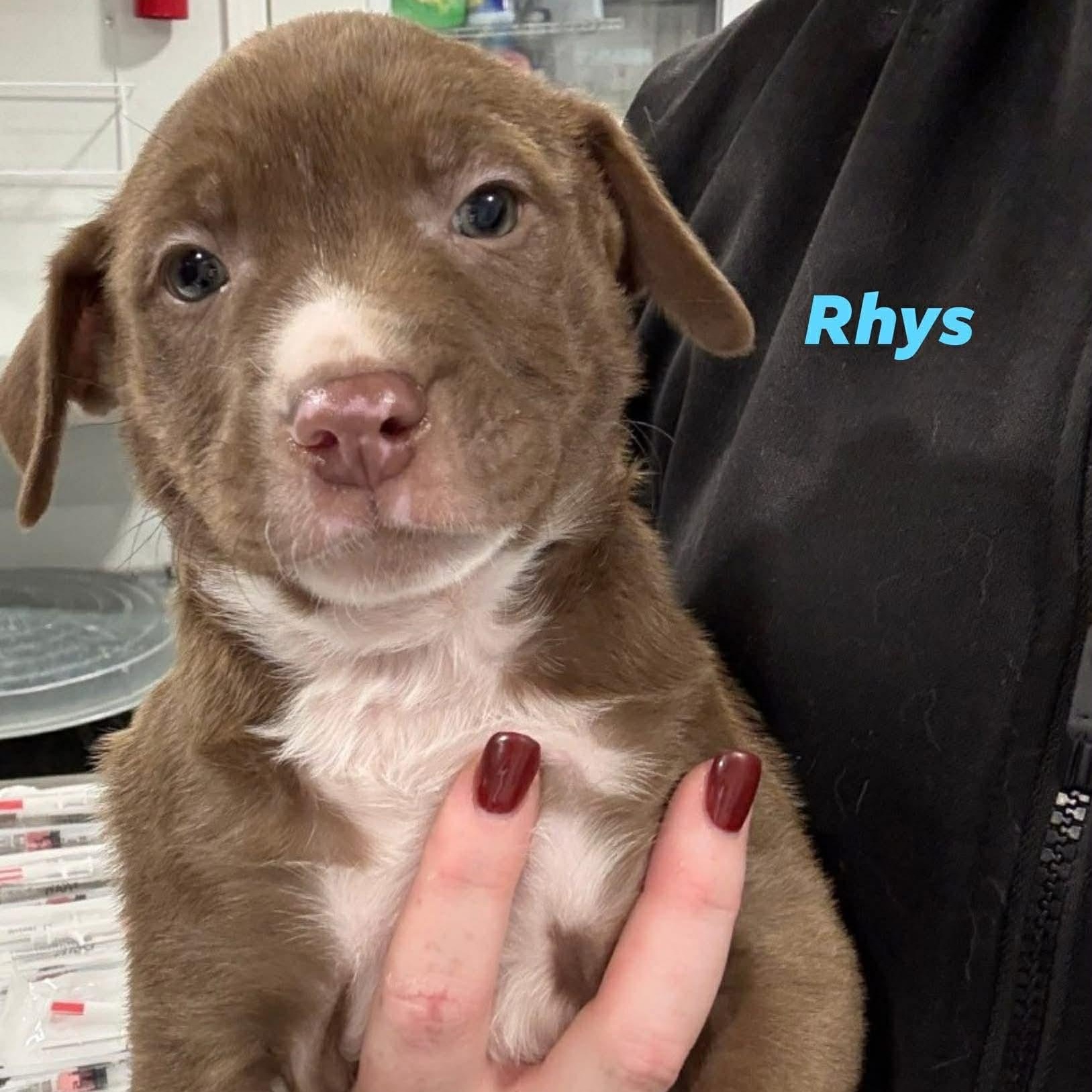 Rhys, adopted, Puppy Male Labrador Retriever.