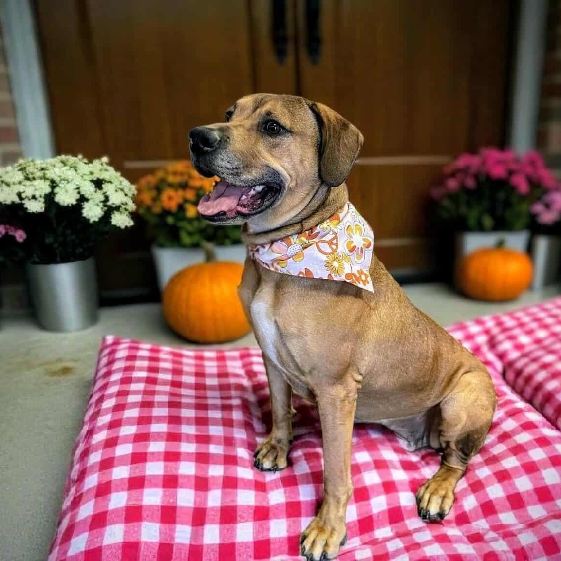 Harley Quinn, an adoptable Hound, Mastiff in Springfield, MO, 65804 | Photo Image 4