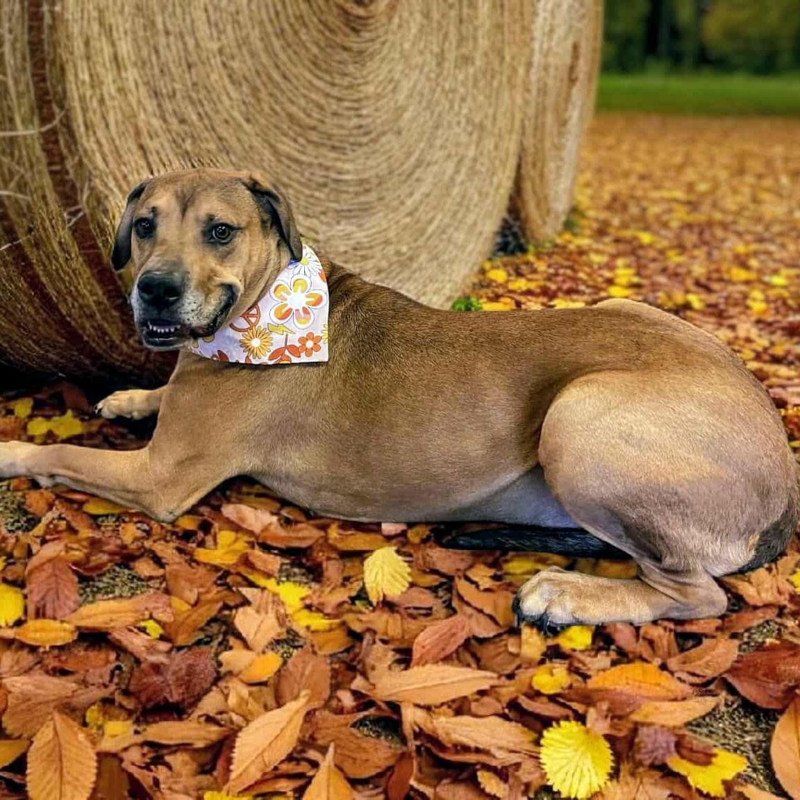 Harley Quinn, an adoptable Hound, Mastiff in Springfield, MO, 65804 | Photo Image 5