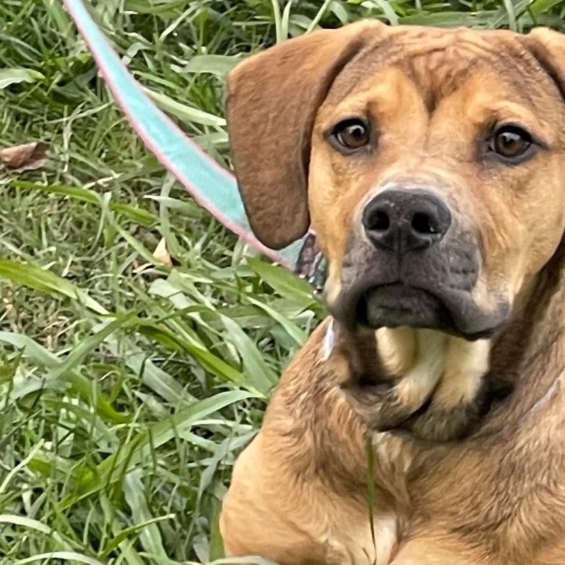 Harley Quinn, a Adoptable mixed breed image 6/6