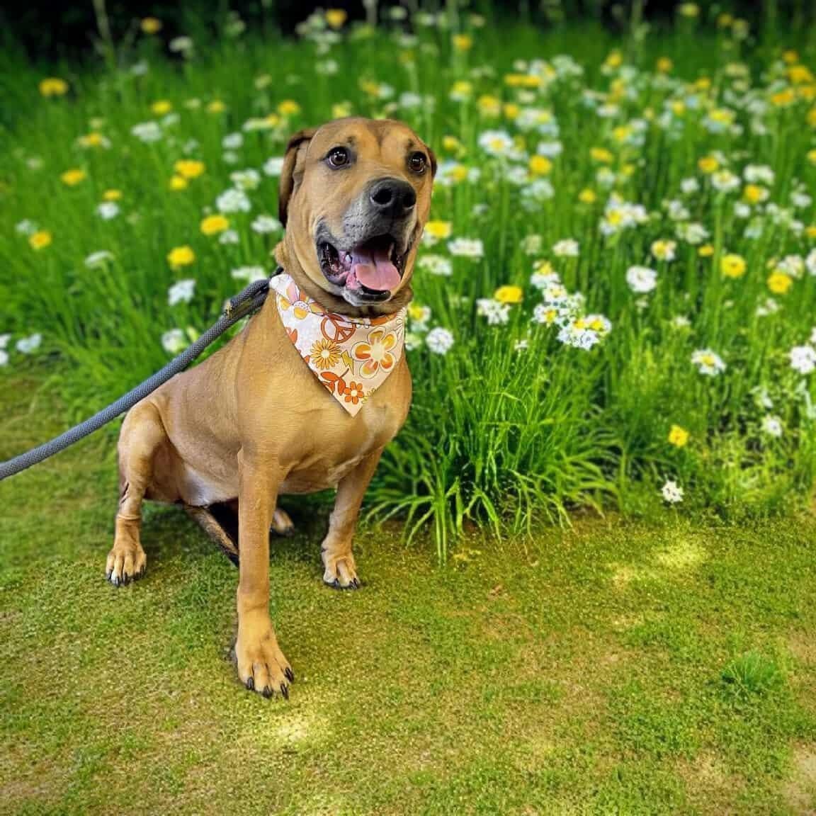 Harley Quinn, an adoptable Hound, Mastiff in Springfield, MO, 65804 | Photo Image 6