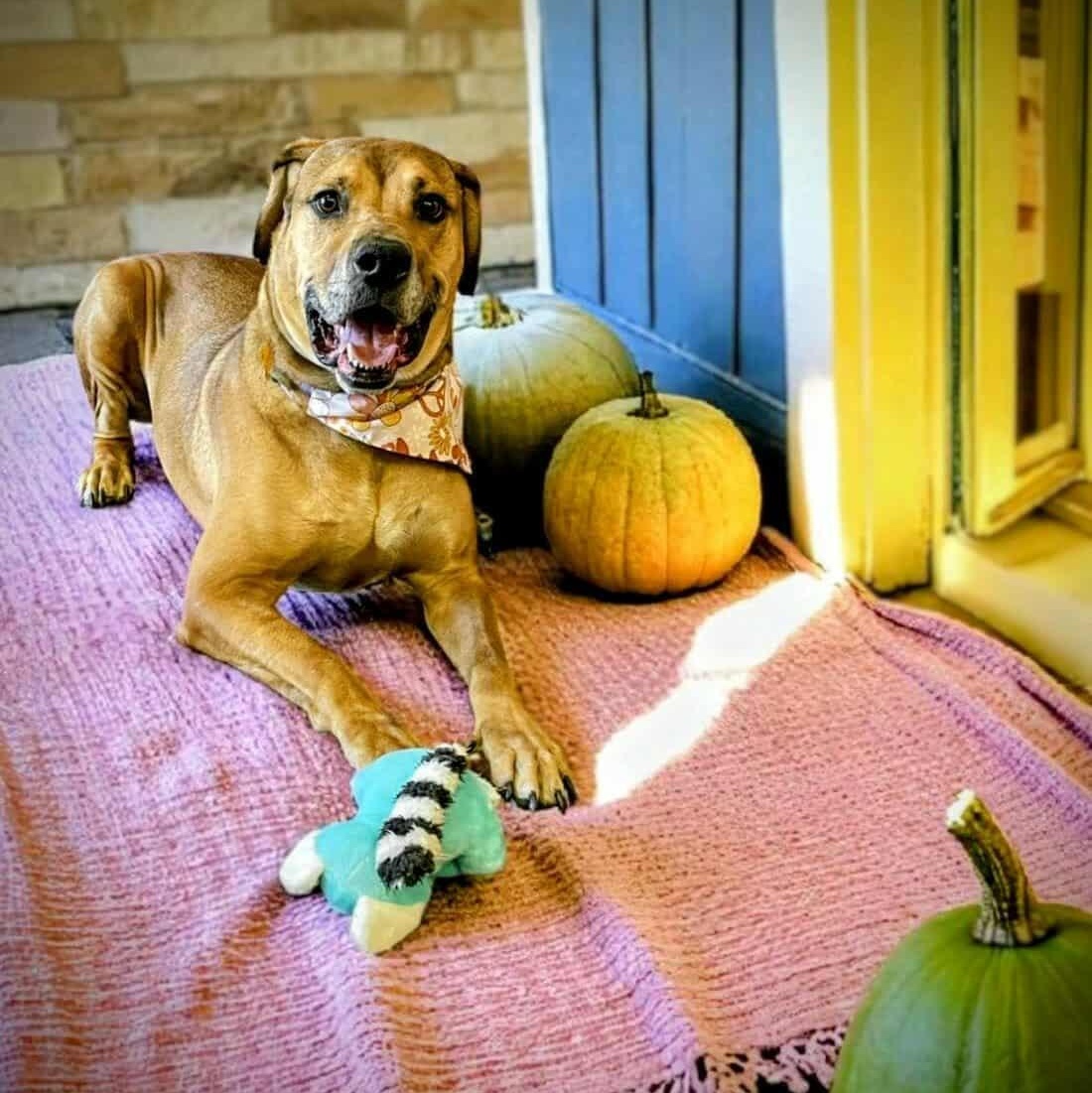 Harley Quinn, an adoptable Hound, Mastiff in Springfield, MO, 65804 | Photo Image 3