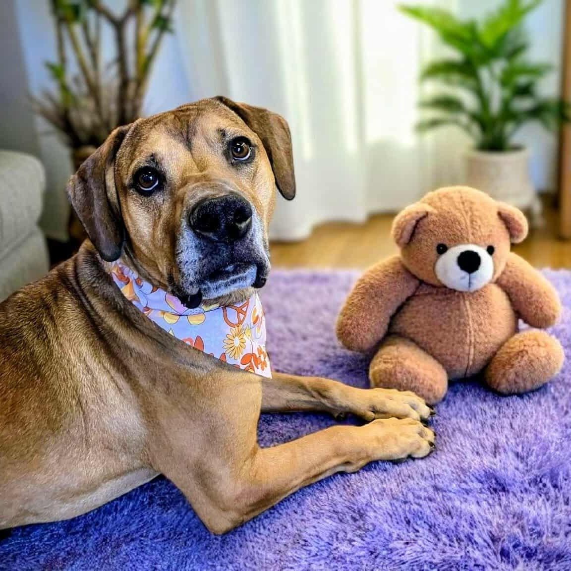 Harley Quinn, an adoptable Hound, Mastiff in Springfield, MO, 65804 | Photo Image 1