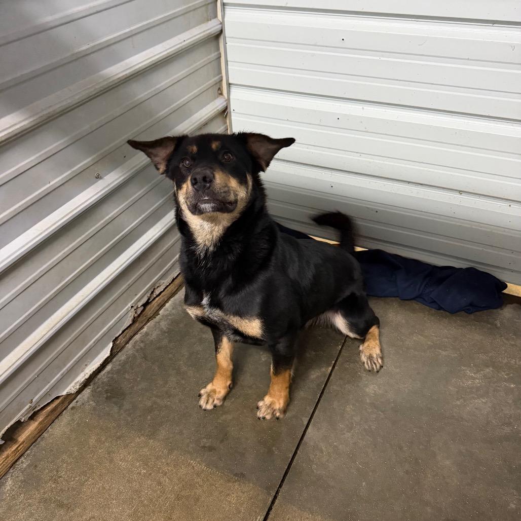 Enlarge Raider, a Adoptable mixed breed in Princeton, KY image 1/4