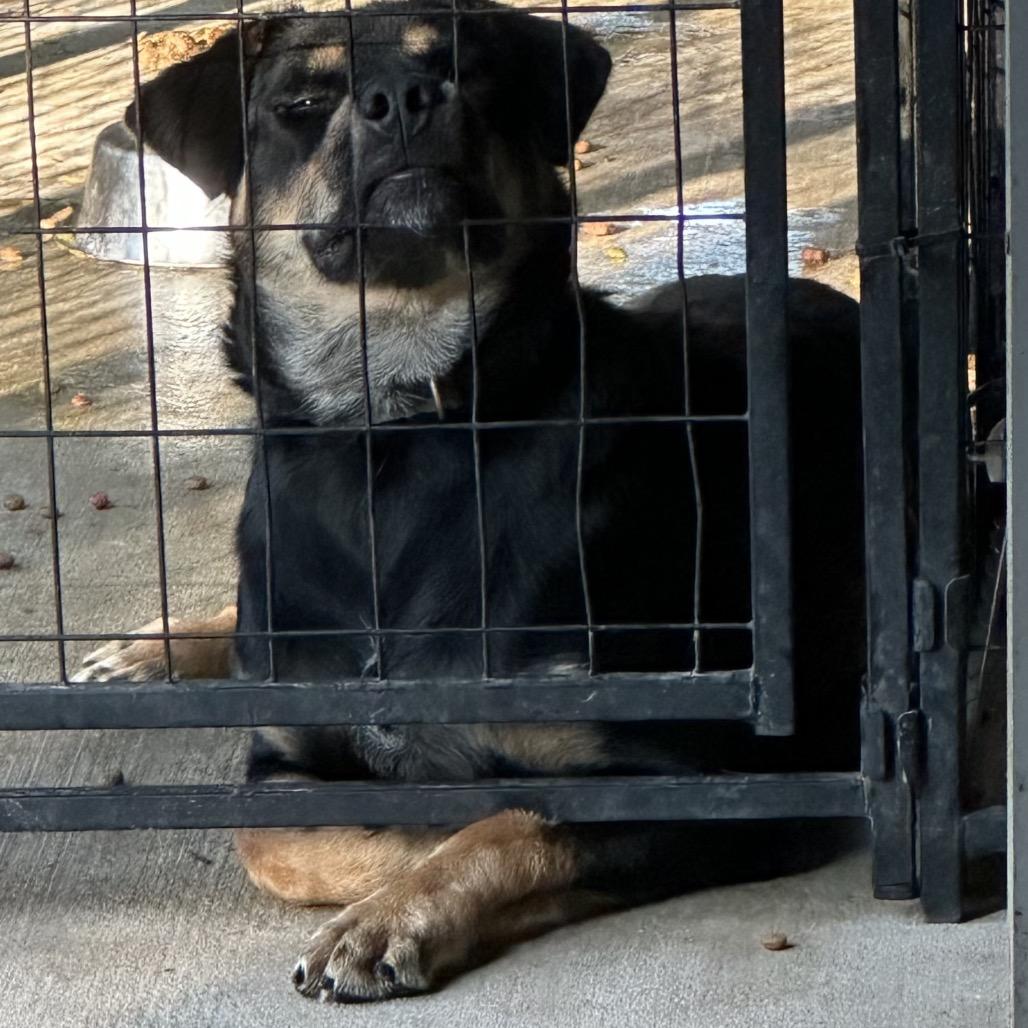 Raider, Adoptable, Adult Male Rottweiler & Mixed Breed.