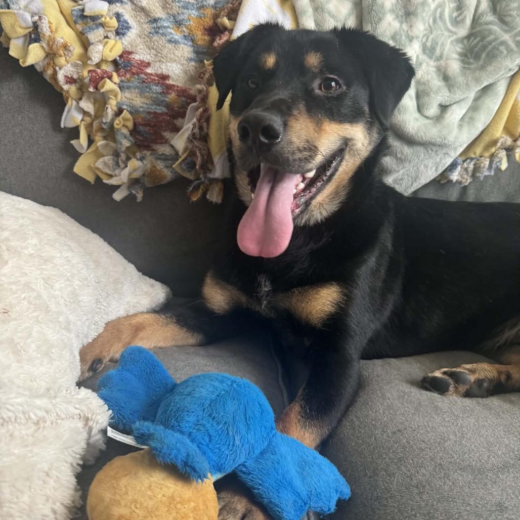 Enlarge Raider, a Adoptable mixed breed in Princeton, KY image 3/4