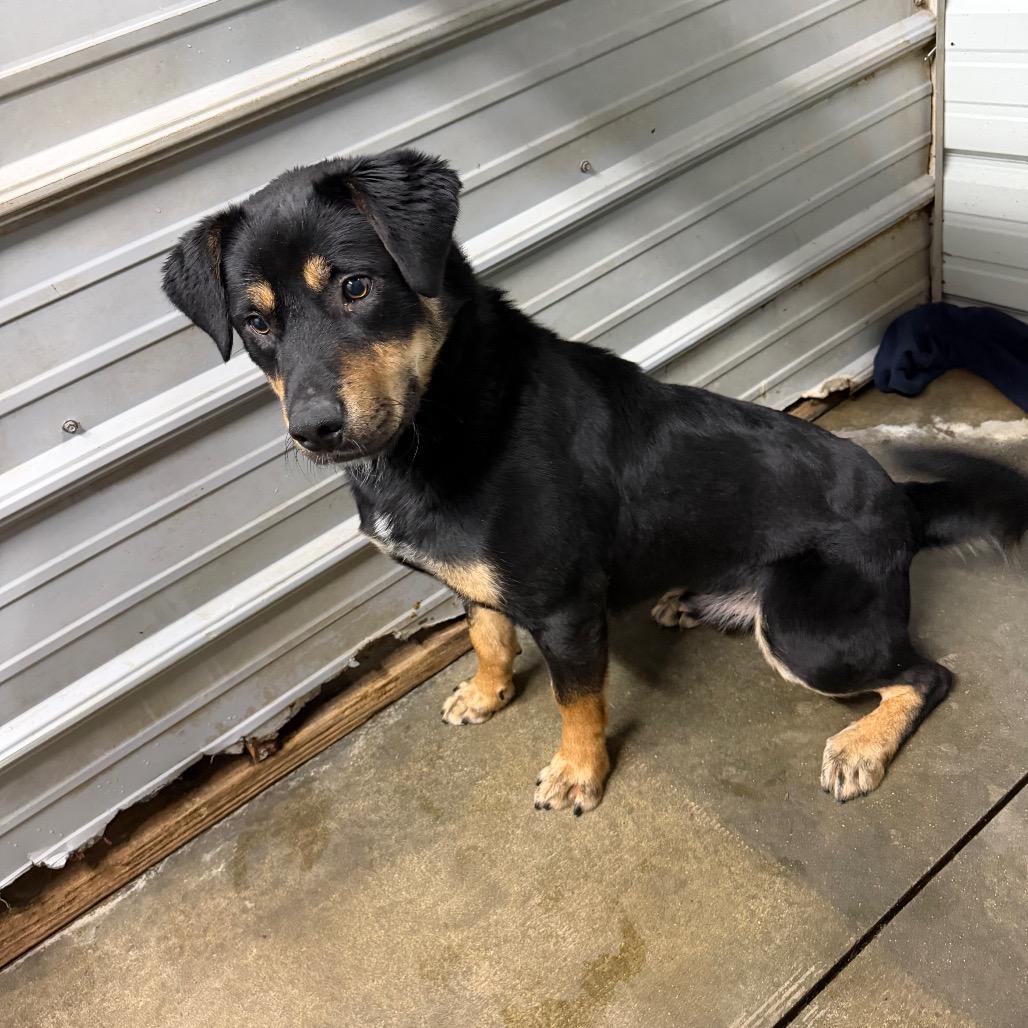 Enlarge Raider, a Adoptable mixed breed in Princeton, KY image 4/4