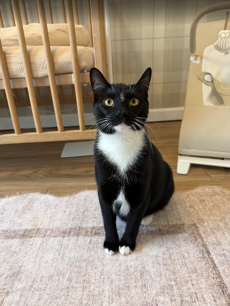 Enlarge Harvey, a Adoptable Domestic Short Hair in Suffern, NY image 6/6