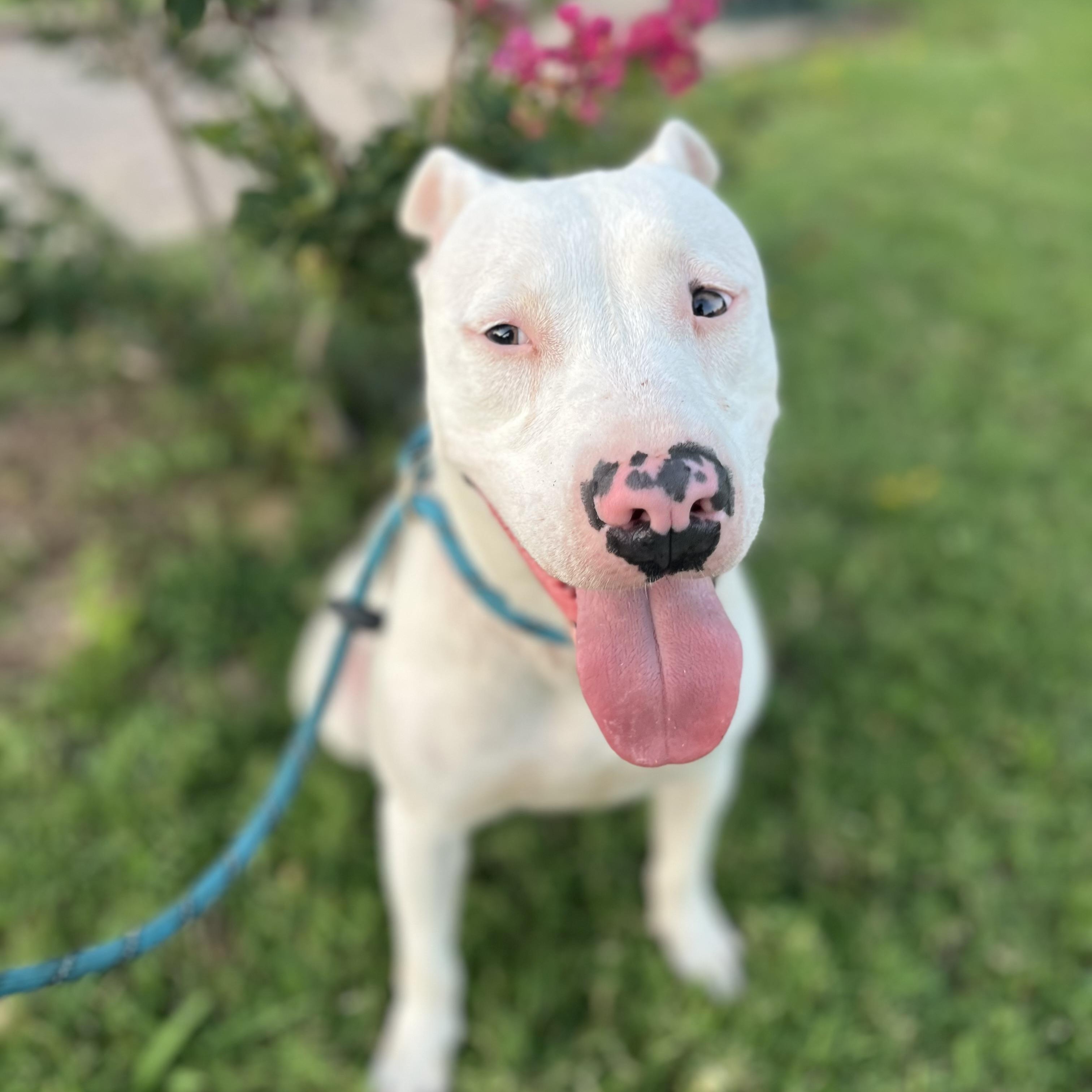 Enlarge Delilah, a Adoptable mixed breed in Rochester, MN image 4/5