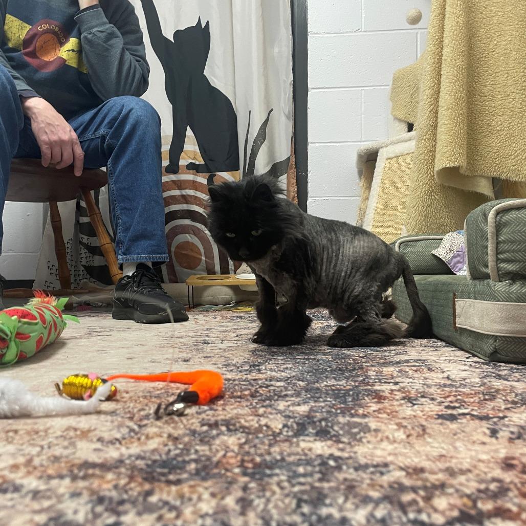Buzzy, a Adoptable Domestic Short Hair in Manchester, CT image 2/6