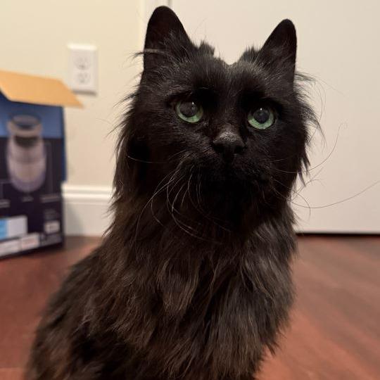 Buzzy, Adoptable, Senior Female Domestic Short Hair.