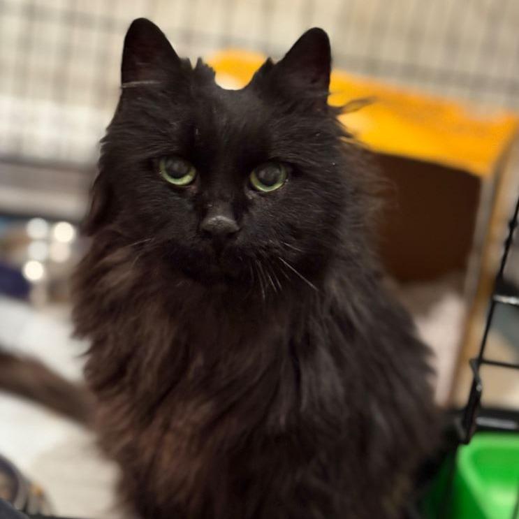 Enlarge Buzzy, a Adoptable Domestic Short Hair in Manchester, CT image 2/3