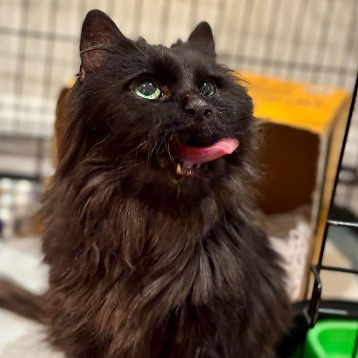 Enlarge Buzzy, a Adoptable Domestic Short Hair in Manchester, CT image 3/3