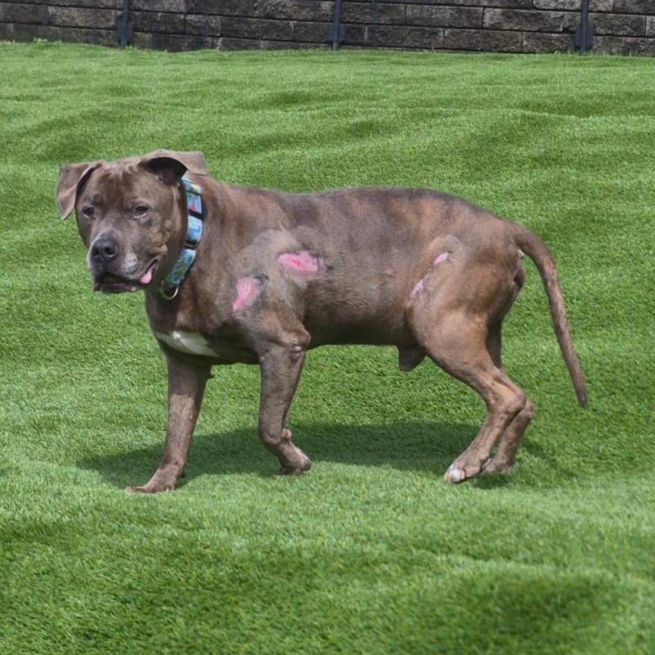 Enlarge Teddy, a Adoptable mixed breed in White Oak, PA image 2/6
