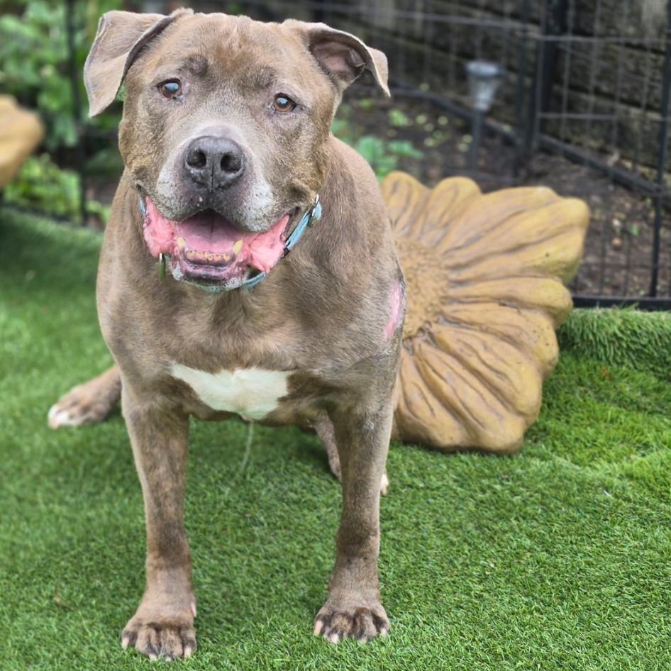 Teddy, Adoptable, Senior Male American Bully & Pit Bull Terrier.
