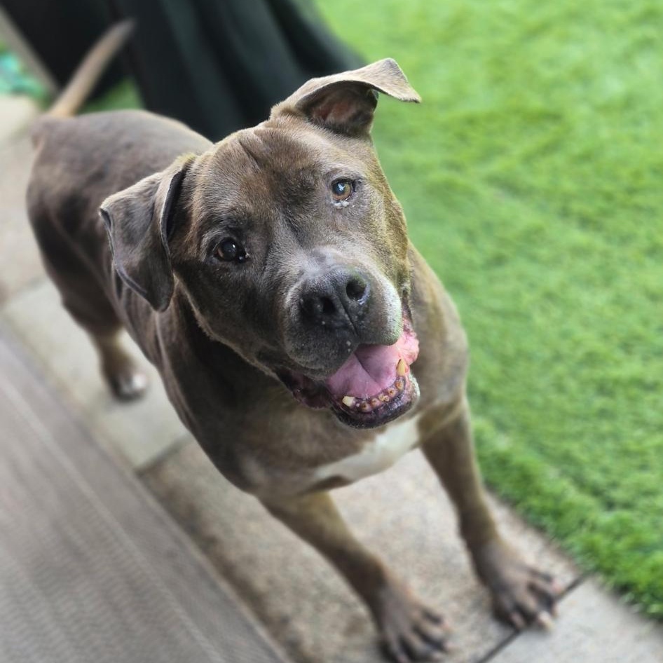 Enlarge Teddy, a Adoptable mixed breed in White Oak, PA image 3/6
