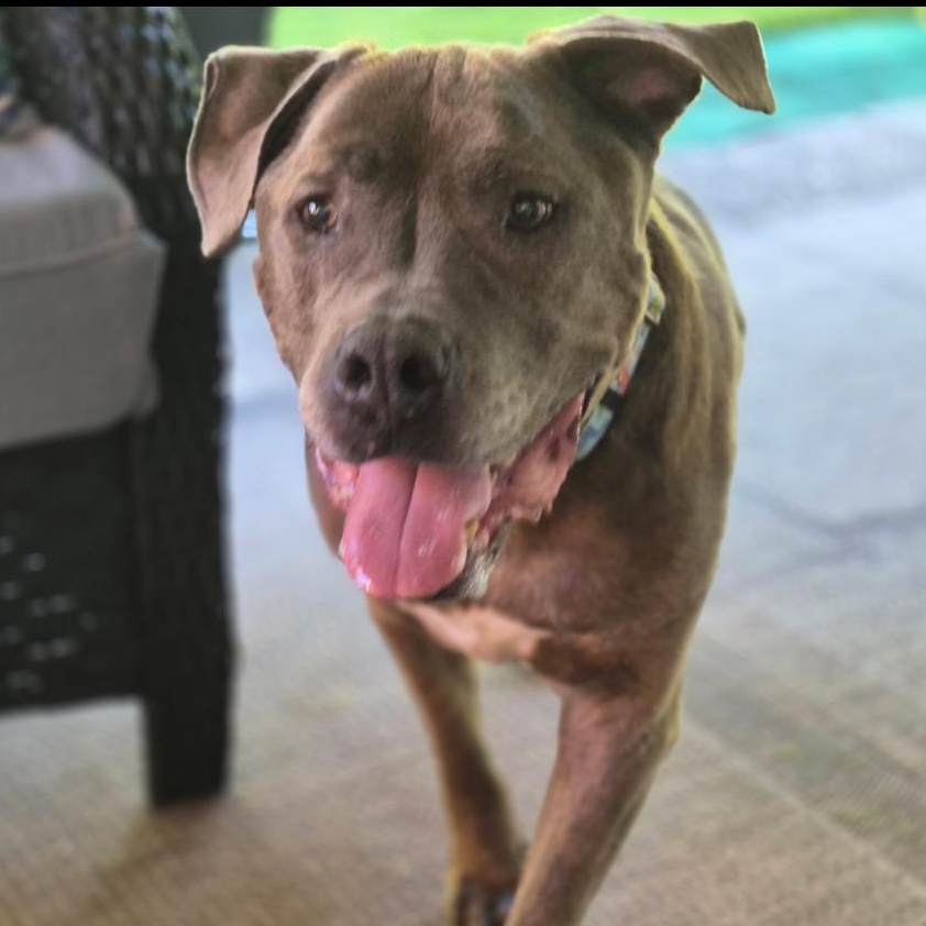 Enlarge Teddy, a Adoptable mixed breed in White Oak, PA image 4/6