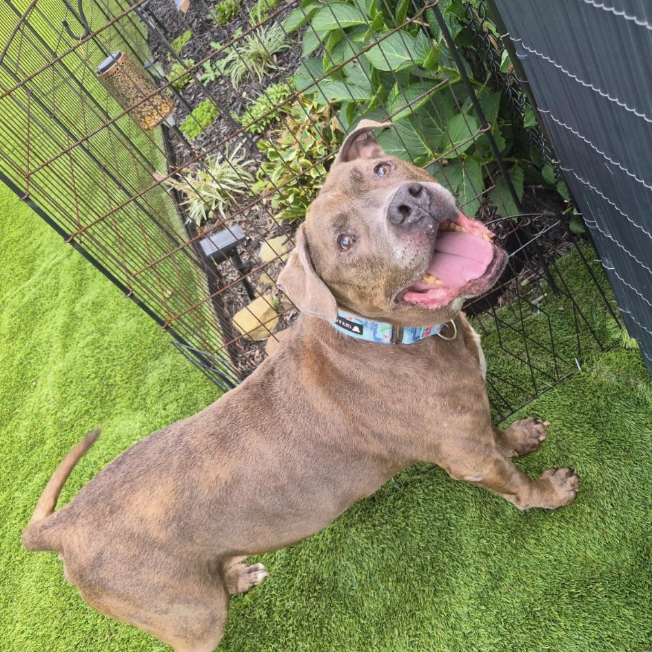 Enlarge Teddy, a Adoptable mixed breed in White Oak, PA image 5/6