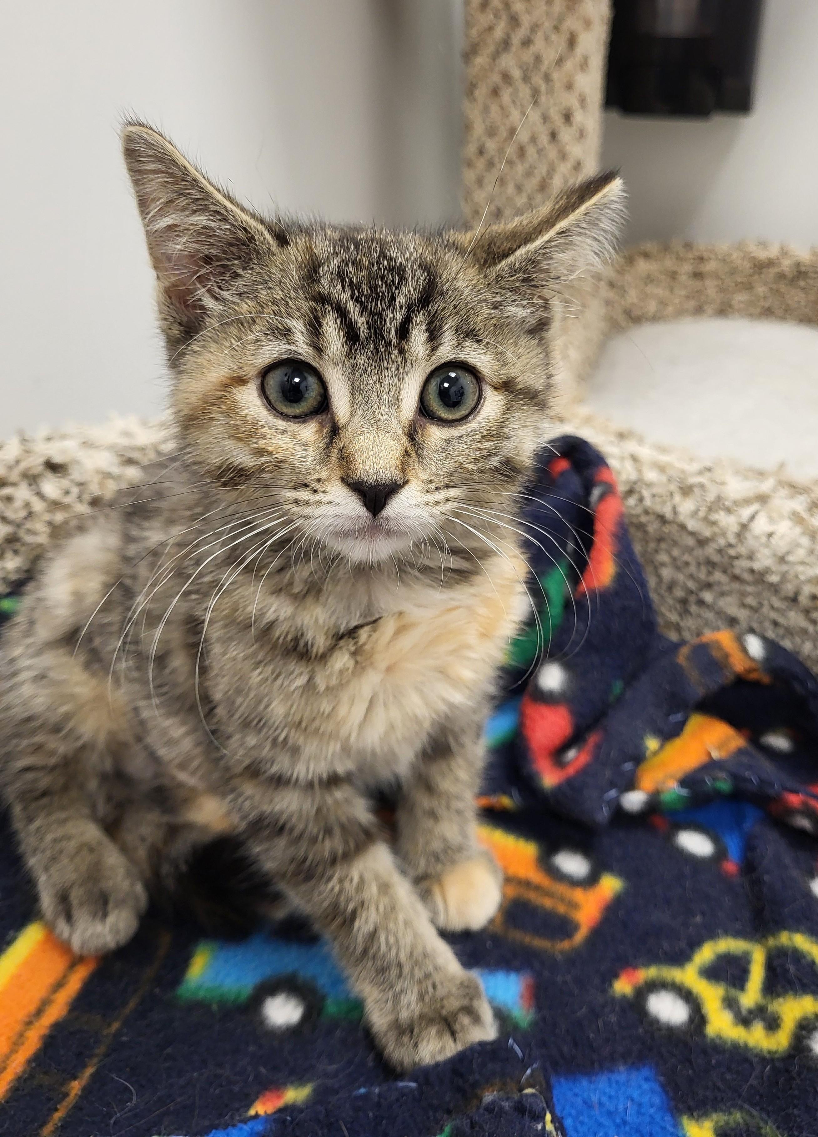Dude, an adopted Domestic Short Hair in Grayslake, IL image 3/5